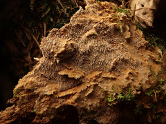 Asterodon ferruginosus