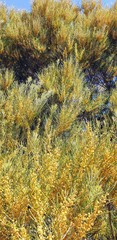 Acacia papyrocarpa