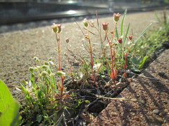 Saxifraga tridactylites