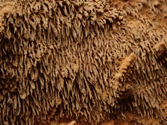 Asterodon ferruginosus