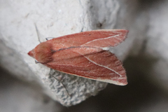 Compsoptera opacaria