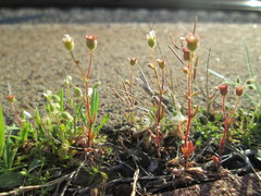 Saxifraga tridactylites