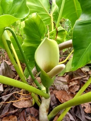 Philodendron quinquenervium