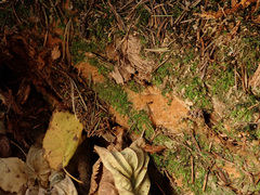 Asterodon ferruginosus