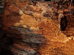 Asterodon ferruginosus