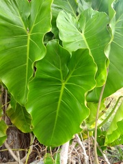 Philodendron quinquenervium