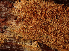 Asterodon ferruginosus