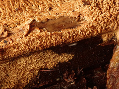 Asterodon ferruginosus