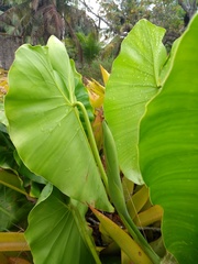 Philodendron quinquenervium