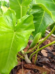 Philodendron quinquenervium
