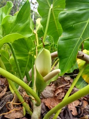 Philodendron quinquenervium
