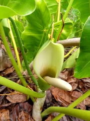 Philodendron quinquenervium