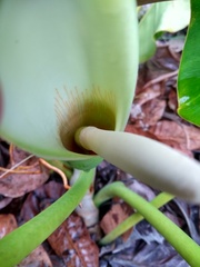 Philodendron quinquenervium