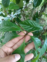 Terminalia amazonia
