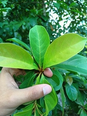 Terminalia amazonia