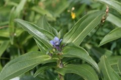 Gentiana cruciata cruciata