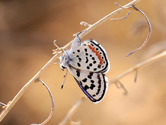 Euphilotes pallescens
