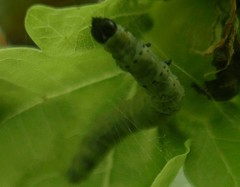 Tortrix viridana