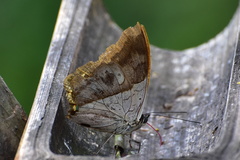 Archaeoprepona amphimachus