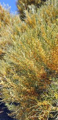 Acacia papyrocarpa