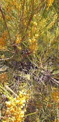 Acacia papyrocarpa