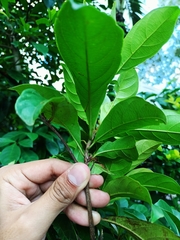 Terminalia amazonia