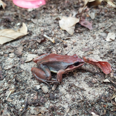 Leptodactylus mystaceus