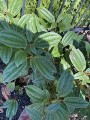 Viburnum davidii