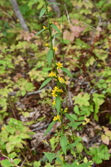Solidago pacifica