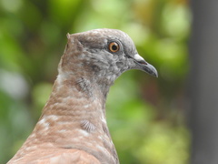 Columba livia domestica