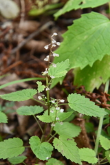Scutellaria pekinensis