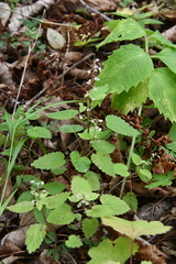Scutellaria pekinensis