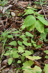 Scutellaria pekinensis