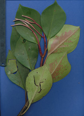 Image of Peperomia cobana