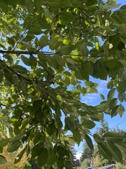 Prunus