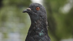 Columba livia domestica