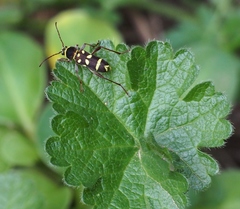 Clytus blaisdelli