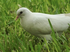 Columba livia domestica
