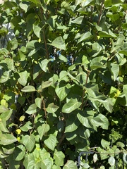 Magnoliopsida