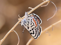 Euphilotes pallescens