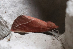 Compsoptera opacaria