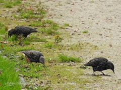 Sturnus vulgaris