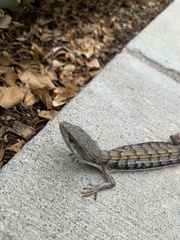 Elgaria multicarinata