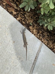 Elgaria multicarinata