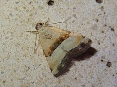 Pseudozarba bipartita