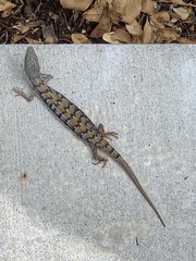 Elgaria multicarinata