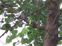 Pycnonotus sinensis