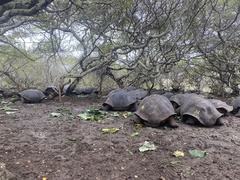 Chelonoidis niger chathamensis