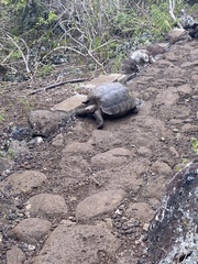 Chelonoidis niger chathamensis