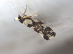 Lactura cristata